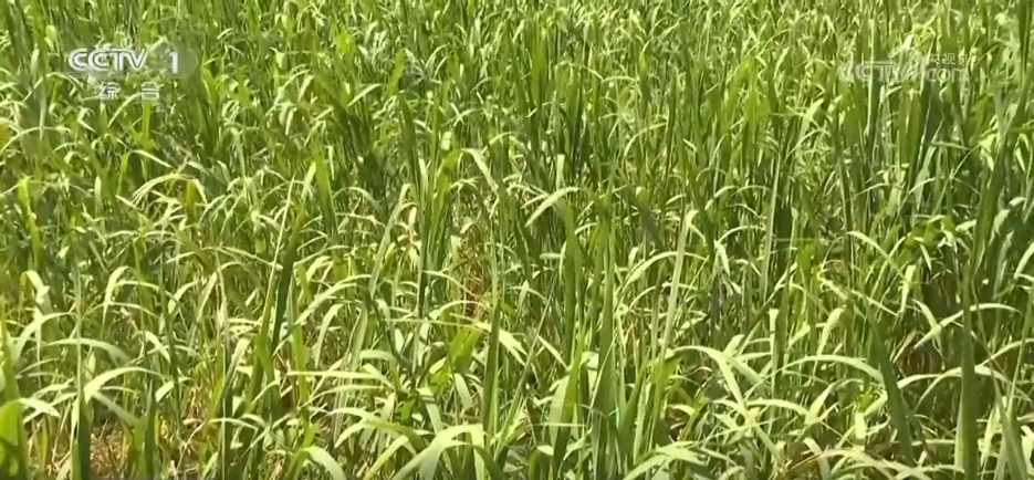 万物至盛 欣欣向荣 希望的田野上奏响丰收“欢歌” 万物至盛 欣欣向荣 希望的田野上奏响丰收“欢歌”