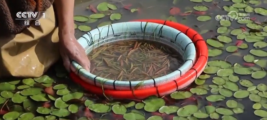 万物至盛 欣欣向荣 希望的田野上奏响丰收“欢歌” 万物至盛 欣欣向荣 希望的田野上奏响丰收“欢歌”