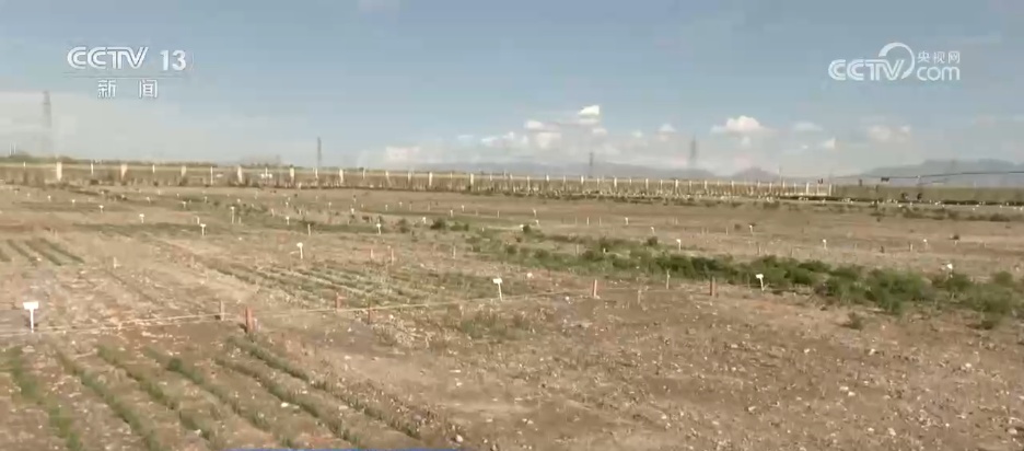 从“寸草不生”到牧草丰盈 戈壁小镇以草为媒振兴高原乡村