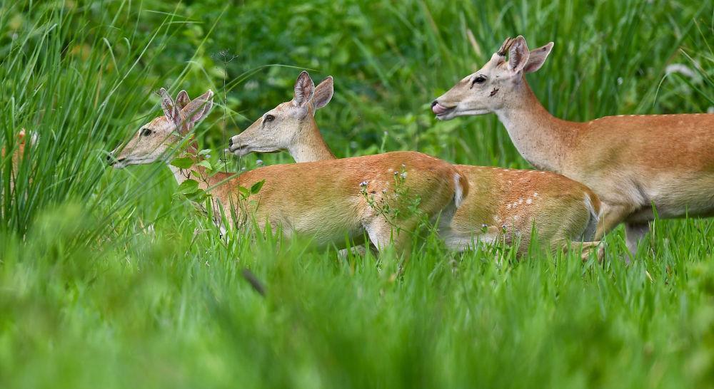 海南白沙:“绿岛精灵”戏跃林间 海南白沙:“绿岛精灵”戏跃林间
