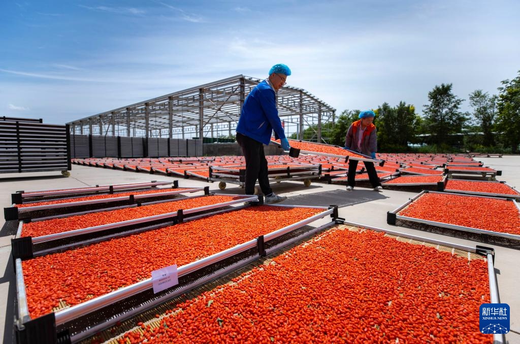 宁夏同心:黄河水润枸杞红 宁夏同心:黄河水润枸杞红