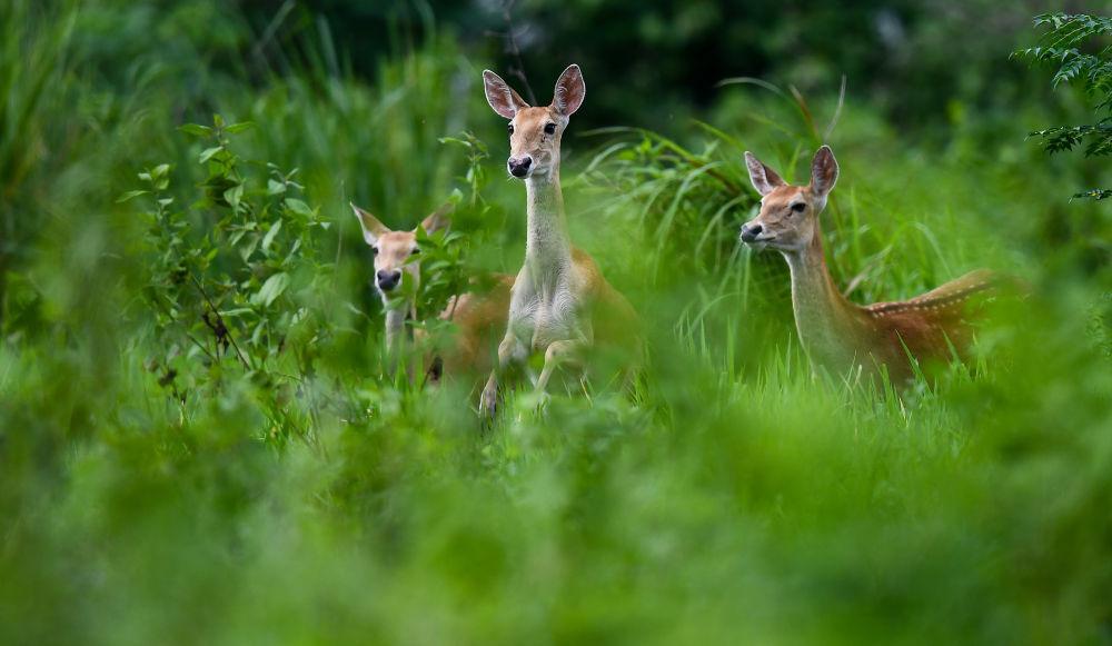 海南白沙:“绿岛精灵”戏跃林间 海南白沙:“绿岛精灵”戏跃林间