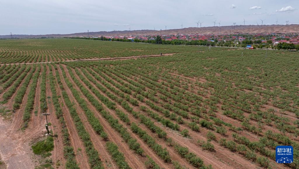 宁夏同心:黄河水润枸杞红 宁夏同心:黄河水润枸杞红