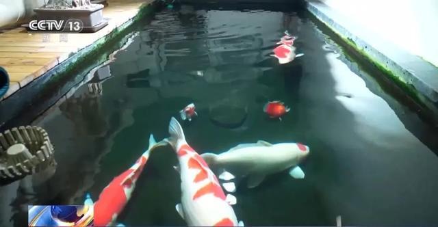 邻居将地下室改成大鱼池后,男子被锦鲤“整疯” 邻居将地下室改成大鱼池后,男子被锦鲤“整疯”