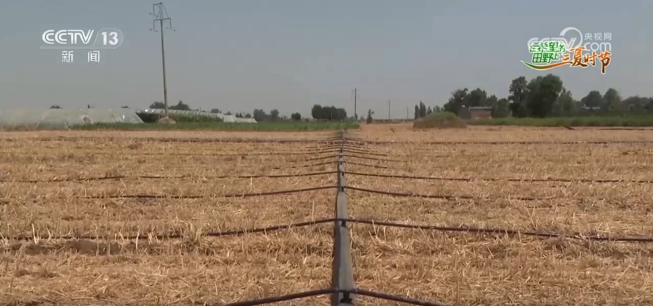 万物至盛 欣欣向荣 希望的田野上奏响丰收“欢歌” 万物至盛 欣欣向荣 希望的田野上奏响丰收“欢歌”