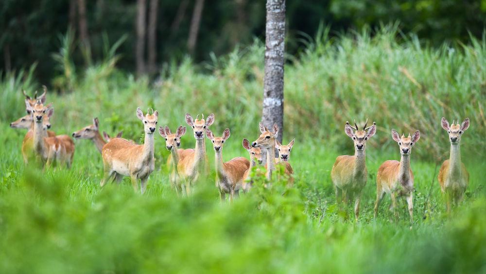海南白沙:“绿岛精灵”戏跃林间 海南白沙:“绿岛精灵”戏跃林间