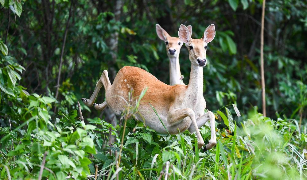 海南白沙:“绿岛精灵”戏跃林间 海南白沙:“绿岛精灵”戏跃林间