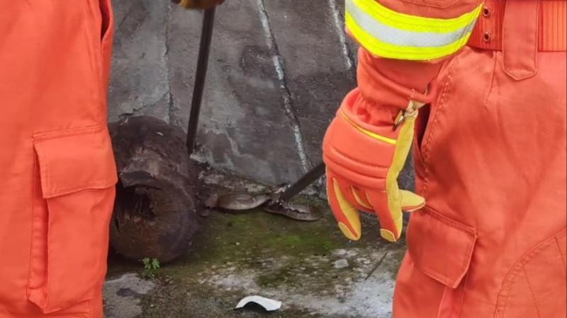 江西吉安：民房惊现眼镜蛇 消防紧急处置