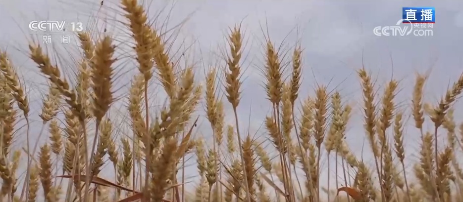 粮满仓、果飘香 希望的田野“智”绘三夏好“丰”光