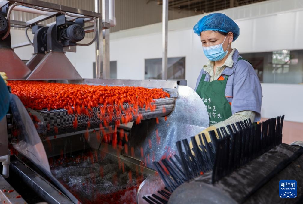 宁夏同心:黄河水润枸杞红 宁夏同心:黄河水润枸杞红