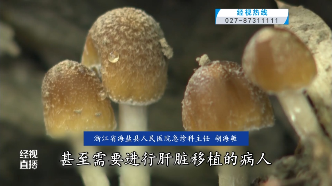 上海连绵阴雨到几时?此物梅雨季疯长,已有多人中毒!紧急提醒→ 上海连绵阴雨到几时?此物梅雨季疯长,已有多人中毒!紧急提醒→