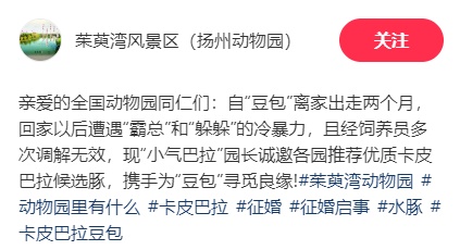嫁妆为豪华别墅!“小气巴拉”园长豪气为卡皮巴拉征婚 嫁妆为豪华别墅!“小气巴拉”园长豪气为卡皮巴拉征婚