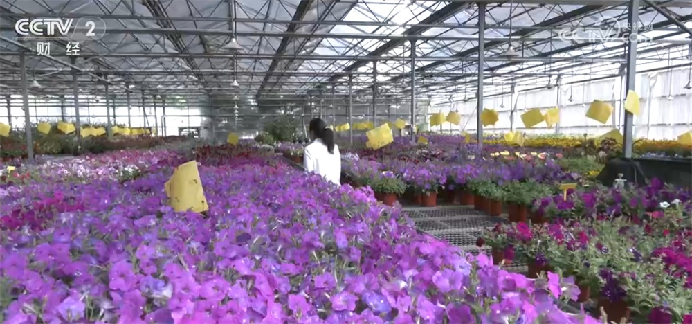 北京绿化带“花”样翻新火热“出圈” “一路生花”背后自主育种是关键