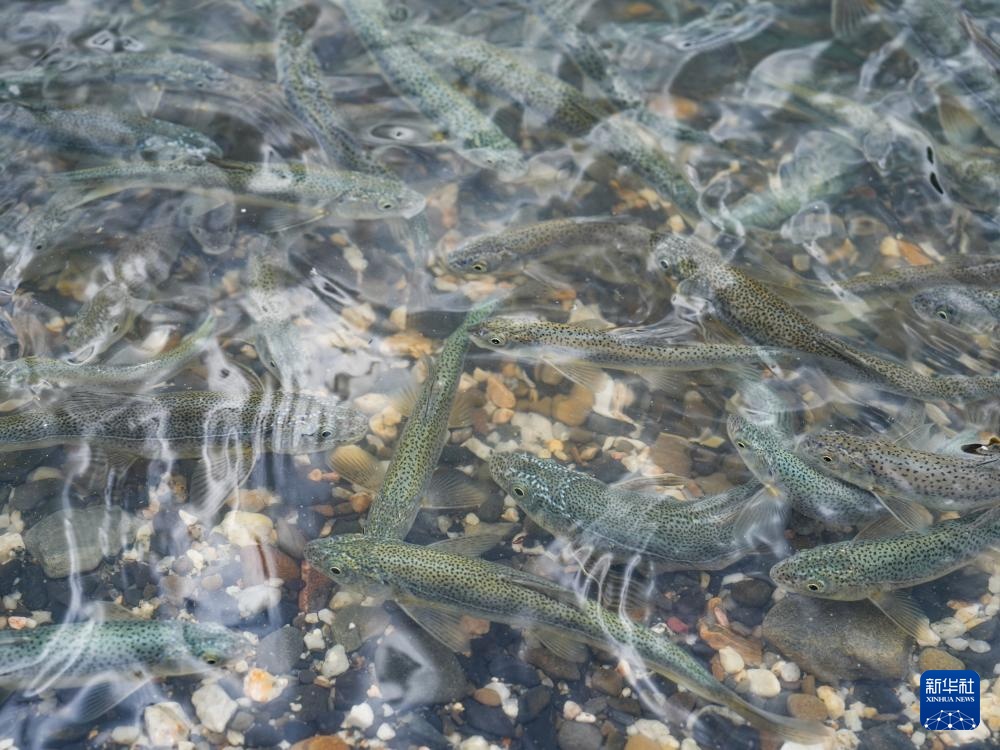 玉龙拉措：川藏公路上的秘境