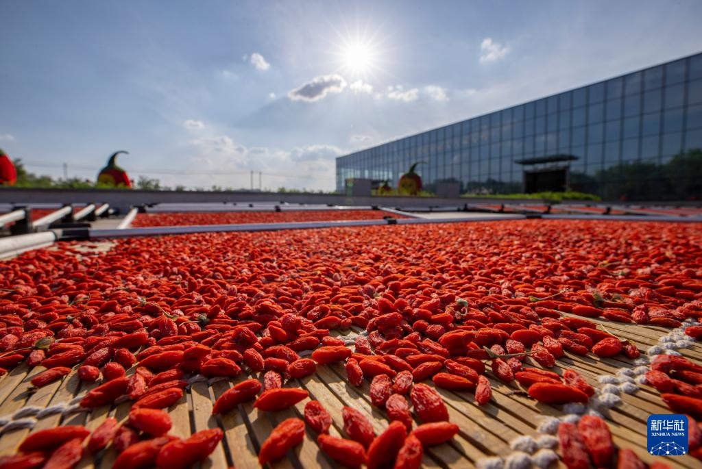 宁夏同心:黄河水润枸杞红 宁夏同心:黄河水润枸杞红