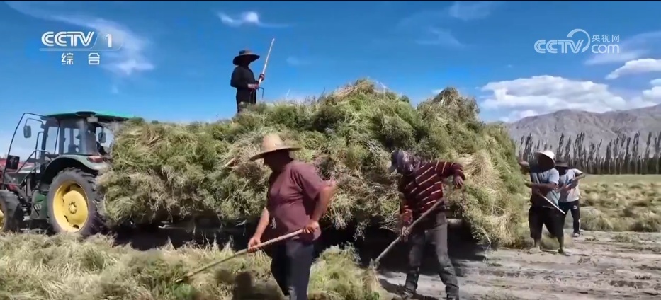 万物至盛 欣欣向荣 希望的田野上奏响丰收“欢歌” 万物至盛 欣欣向荣 希望的田野上奏响丰收“欢歌”