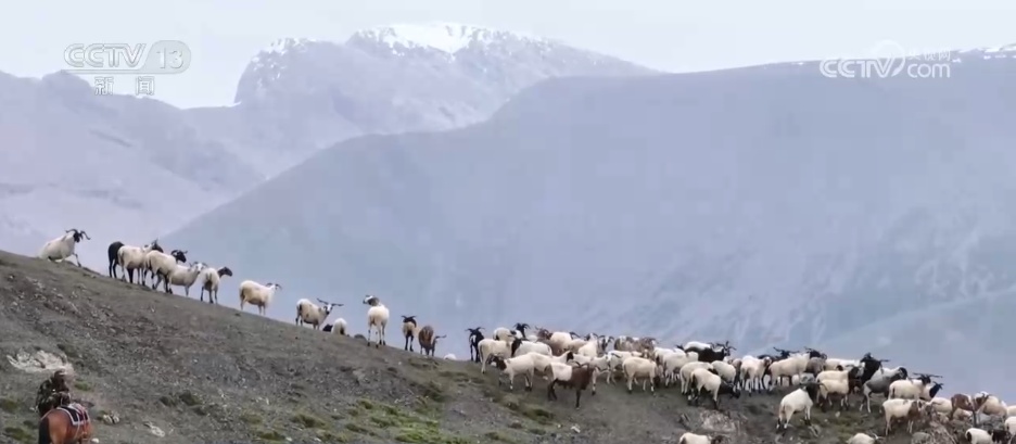 从“寸草不生”到牧草丰盈 戈壁小镇以草为媒振兴高原乡村