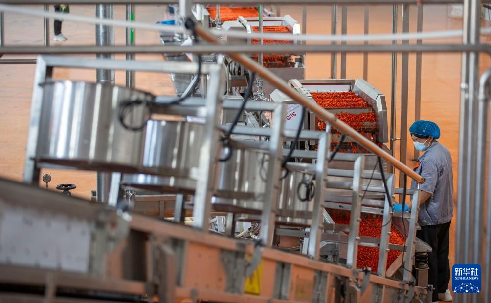 宁夏同心:黄河水润枸杞红 宁夏同心:黄河水润枸杞红