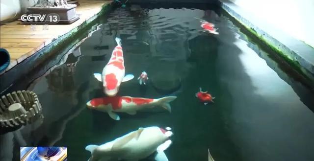 邻居将地下室改成大鱼池后,男子被锦鲤“整疯” 邻居将地下室改成大鱼池后,男子被锦鲤“整疯”