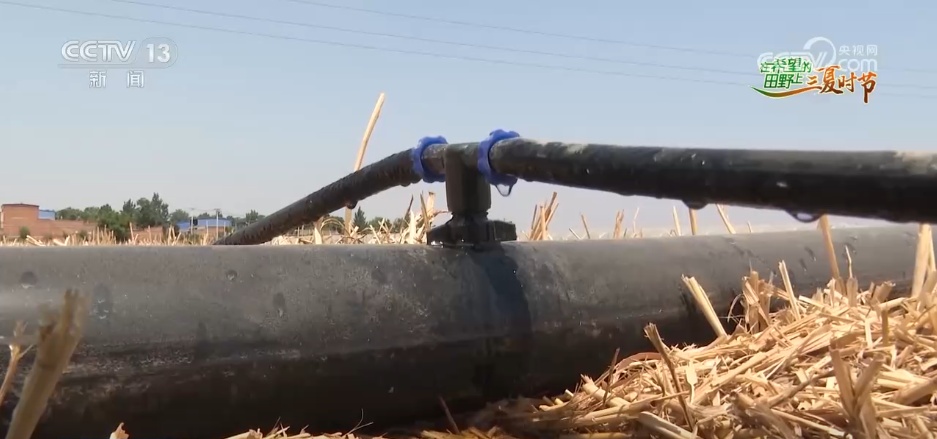 万物至盛 欣欣向荣 希望的田野上奏响丰收“欢歌” 万物至盛 欣欣向荣 希望的田野上奏响丰收“欢歌”