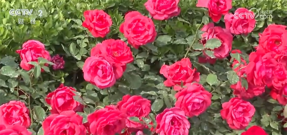 北京绿化带“花”样翻新火热“出圈” “一路生花”背后自主育种是关键