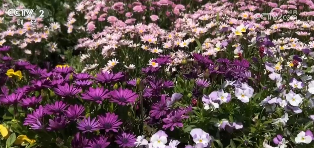 北京绿化带“花”样翻新火热“出圈” “一路生花”背后自主育种是关键