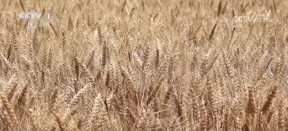 万物至盛 欣欣向荣 希望的田野上奏响丰收“欢歌” 万物至盛 欣欣向荣 希望的田野上奏响丰收“欢歌”