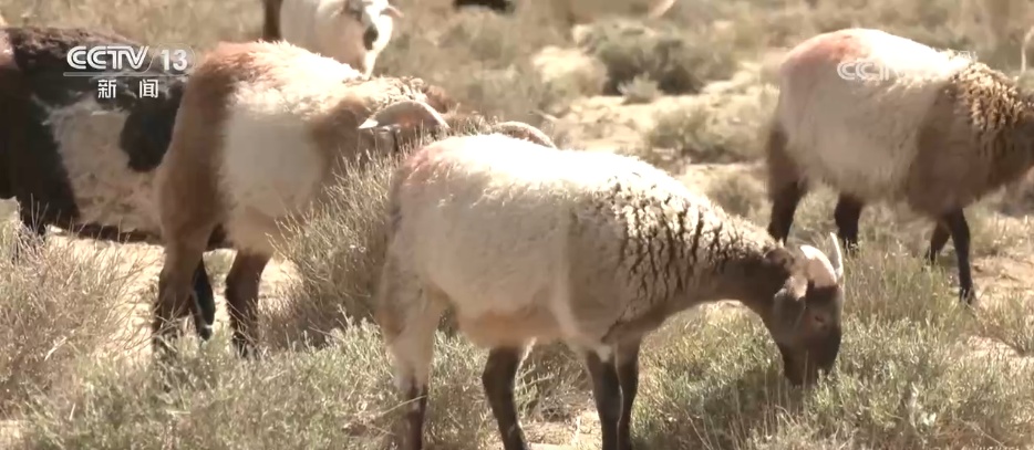 从“寸草不生”到牧草丰盈 戈壁小镇以草为媒振兴高原乡村