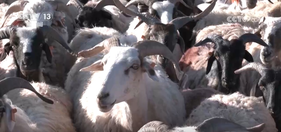 从“寸草不生”到牧草丰盈 戈壁小镇以草为媒振兴高原乡村