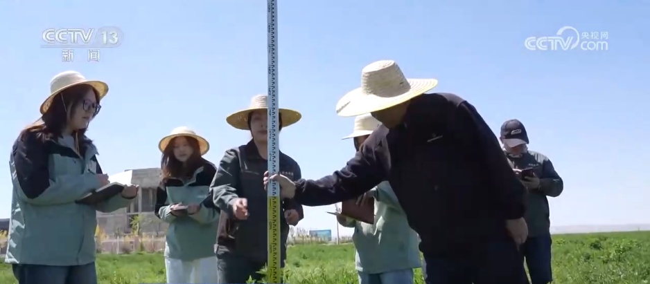 从“寸草不生”到牧草丰盈 戈壁小镇以草为媒振兴高原乡村