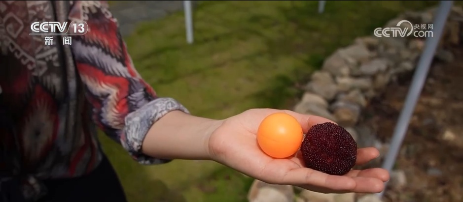 万物至盛 欣欣向荣 希望的田野上奏响丰收“欢歌” 万物至盛 欣欣向荣 希望的田野上奏响丰收“欢歌”