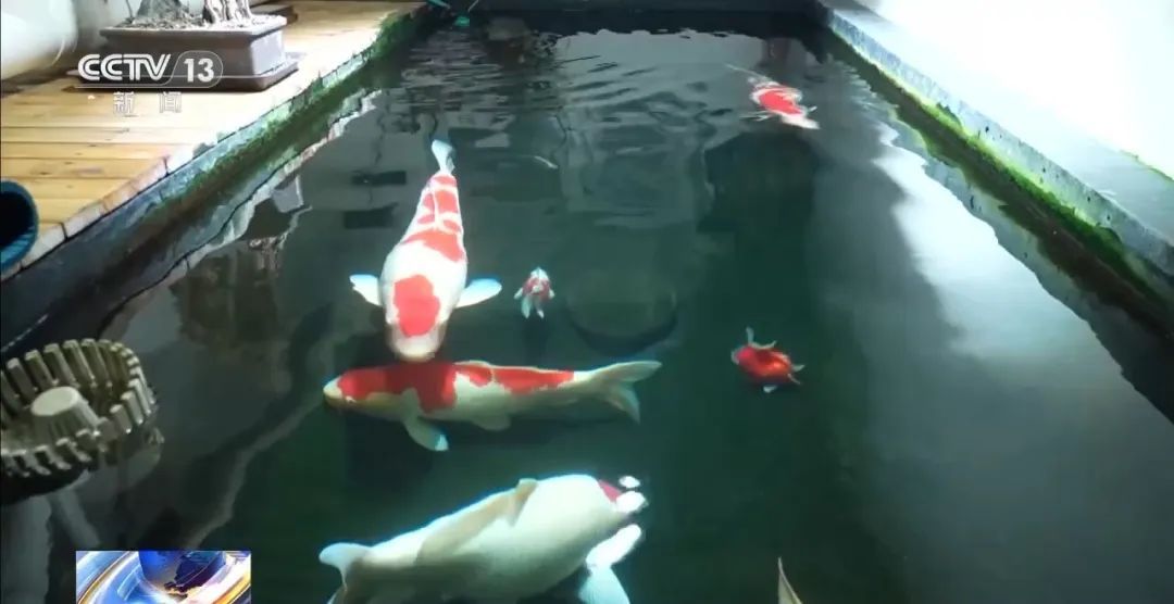 男子将地下室改成大鱼池,楼上邻居长期因噪音失眠!后续来了 男子将地下室改成大鱼池,楼上邻居长期因噪音失眠!后续来了