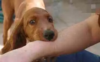 别乱摸!已进入高发期!阜阳疾控重要提醒 别乱摸!已进入高发期!阜阳疾控重要提醒