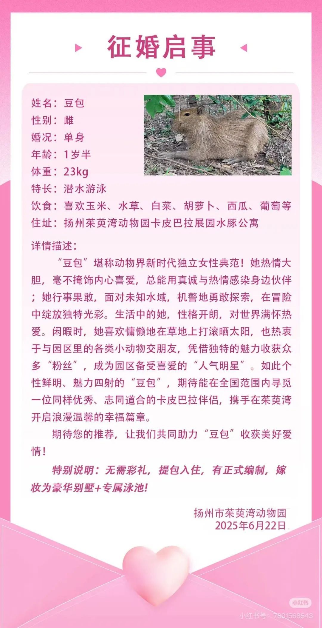 嫁妆为豪华别墅!“小气巴拉”园长豪气为卡皮巴拉征婚 嫁妆为豪华别墅!“小气巴拉”园长豪气为卡皮巴拉征婚