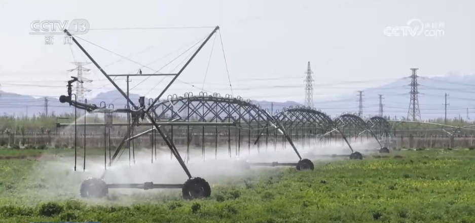 从“寸草不生”到牧草丰盈 戈壁小镇以草为媒振兴高原乡村