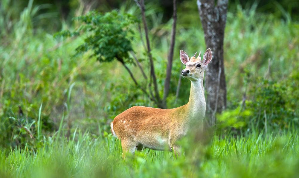 海南白沙:“绿岛精灵”戏跃林间 海南白沙:“绿岛精灵”戏跃林间