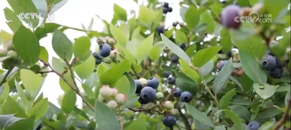 万物至盛 欣欣向荣 希望的田野上奏响丰收“欢歌” 万物至盛 欣欣向荣 希望的田野上奏响丰收“欢歌”