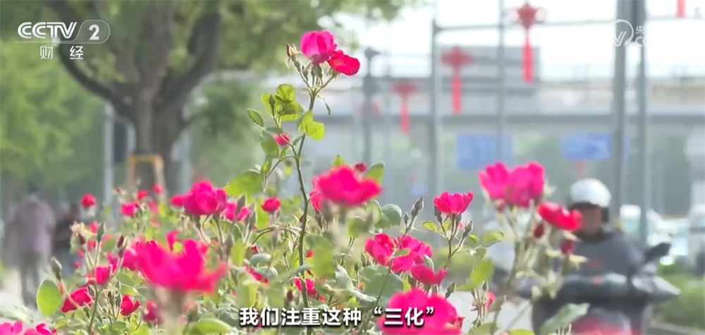 北京绿化带“花”样翻新火热“出圈” “一路生花”背后自主育种是关键