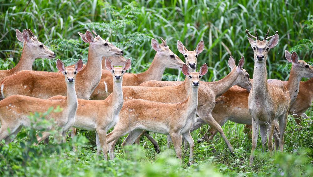 海南白沙:“绿岛精灵”戏跃林间 海南白沙:“绿岛精灵”戏跃林间