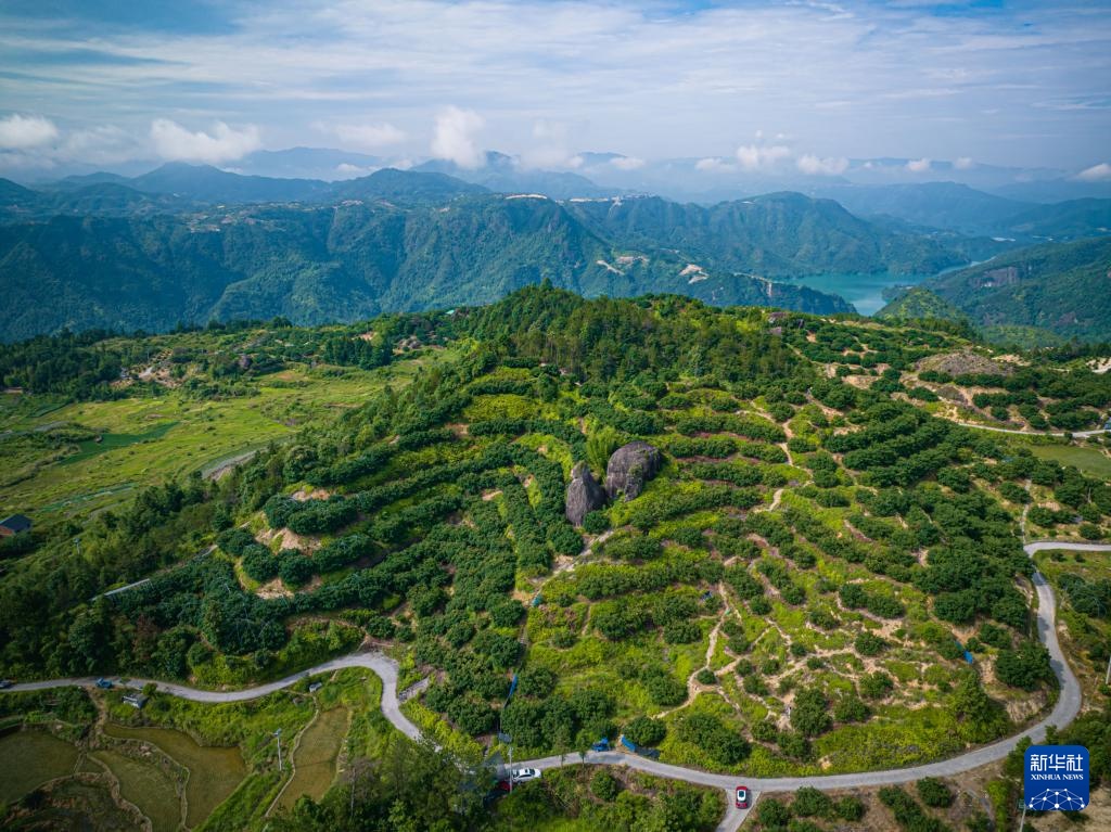 新华全媒+丨浙江文成:东魁杨梅销往德国市场 新华全媒+丨浙江文成:东魁杨梅销往德国市场