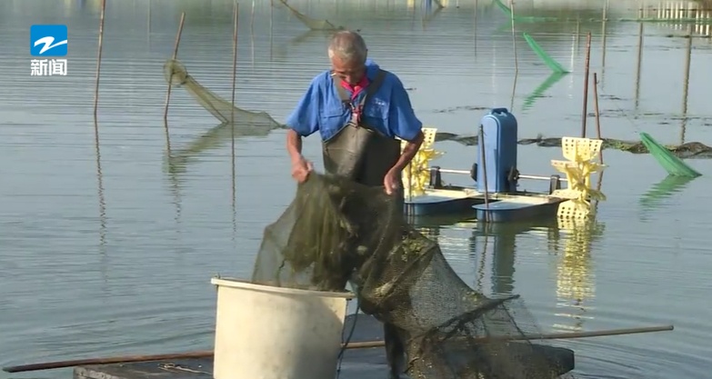 提前上市！浙江很多人爱吃的它供不应求，今年要卖到60元一斤
