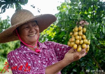 广州人喜爱的鸡心黄皮要上市啦 7月5日会进入最佳赏味期 广州人喜爱的鸡心黄皮要上市啦 7月5日会进入最佳赏味期