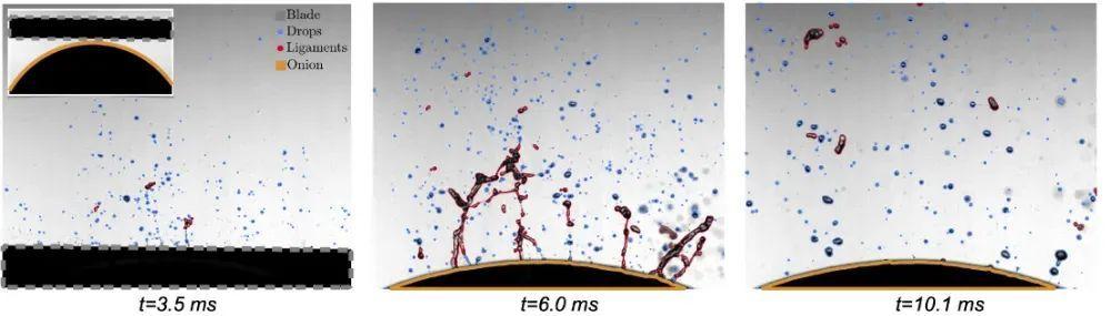 洋葱为何切得你热泪盈眶？科学家终于解开这个厨房难题