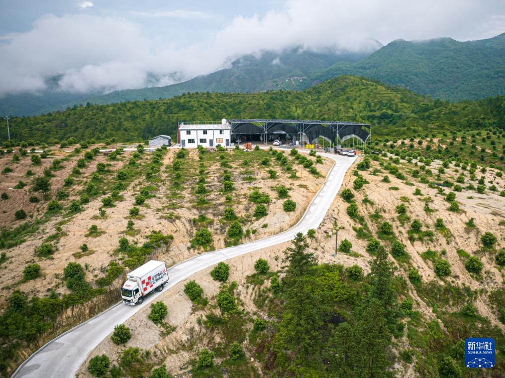 新华全媒+丨浙江文成:东魁杨梅销往德国市场 新华全媒+丨浙江文成:东魁杨梅销往德国市场