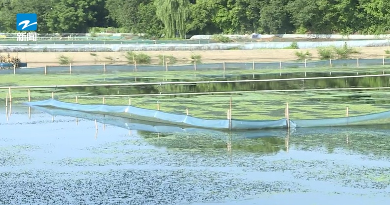 提前上市！浙江很多人爱吃的它供不应求，今年要卖到60元一斤
