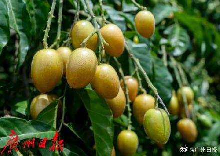 广州人喜爱的鸡心黄皮要上市啦 7月5日会进入最佳赏味期 广州人喜爱的鸡心黄皮要上市啦 7月5日会进入最佳赏味期