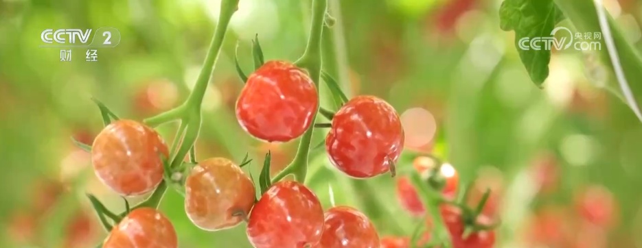 鱼满塘、粮满仓 智慧农业领跑“三夏” 绘就希望的田野好“丰”光 鱼满塘、粮满仓 智慧农业领跑“三夏” 绘就希望的田野好“丰”光