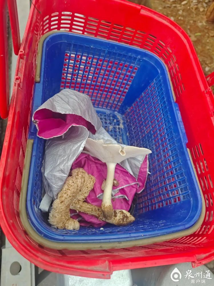 不要采！不要买！不要吃！福建疾控提醒