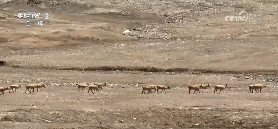 守护“高原精灵”迁徙“生命通道” 见证我国生态保护领域“硕果累累”