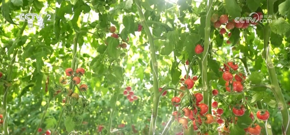 鱼满塘、粮满仓 智慧农业领跑“三夏” 绘就希望的田野好“丰”光 鱼满塘、粮满仓 智慧农业领跑“三夏” 绘就希望的田野好“丰”光